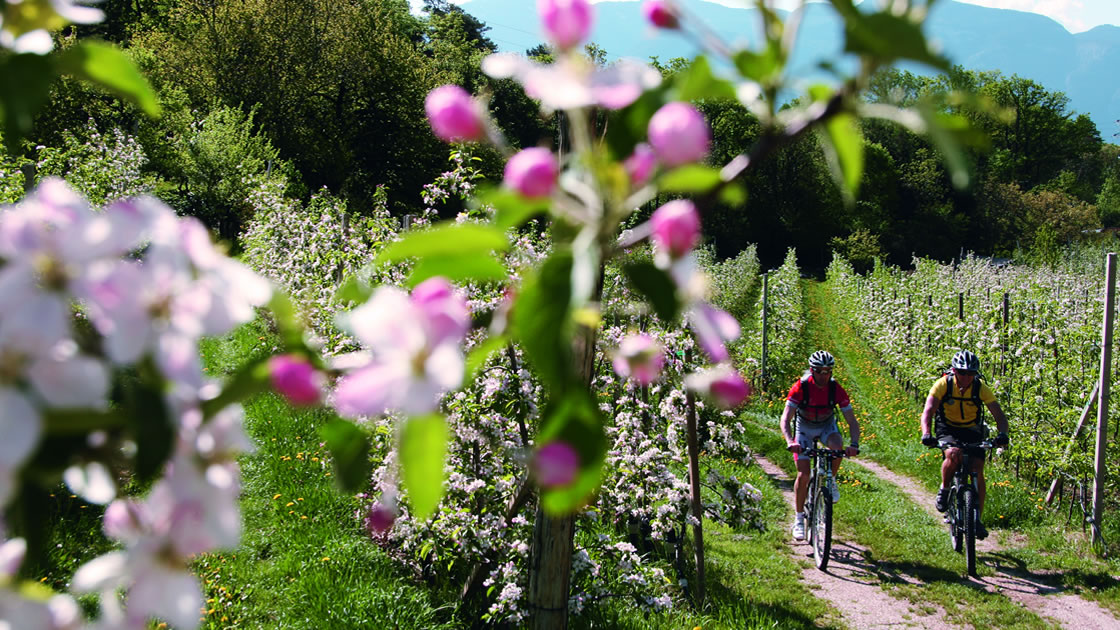 Spring in South Tyrol_Hiking_Apple blossom