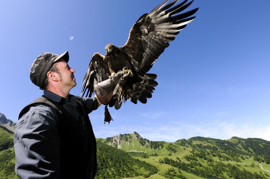 Bird of prey show in the Principality of Liechtenstein