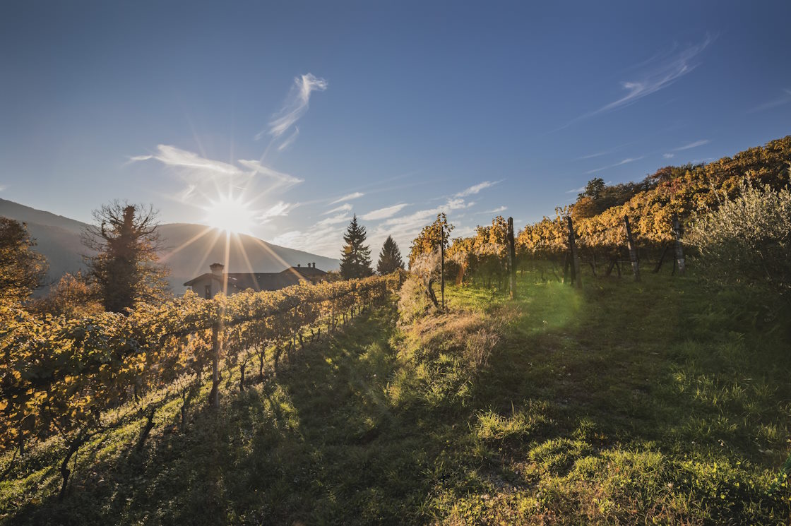 Autumn vacation in Ticino, vineyard in Malcantone