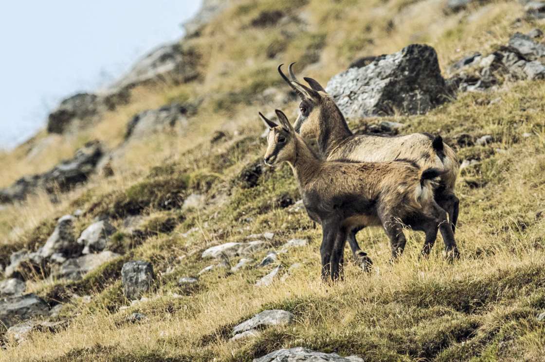 Observation de la faune dans le Parc national suisse