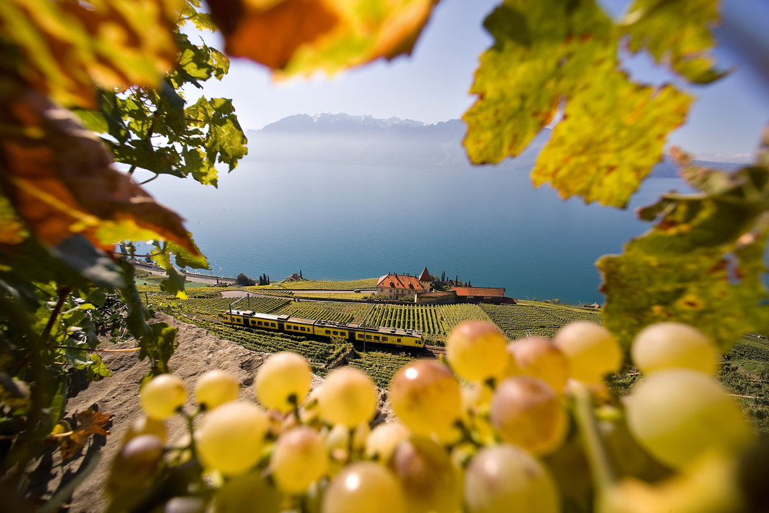randonnée viticole en suisse