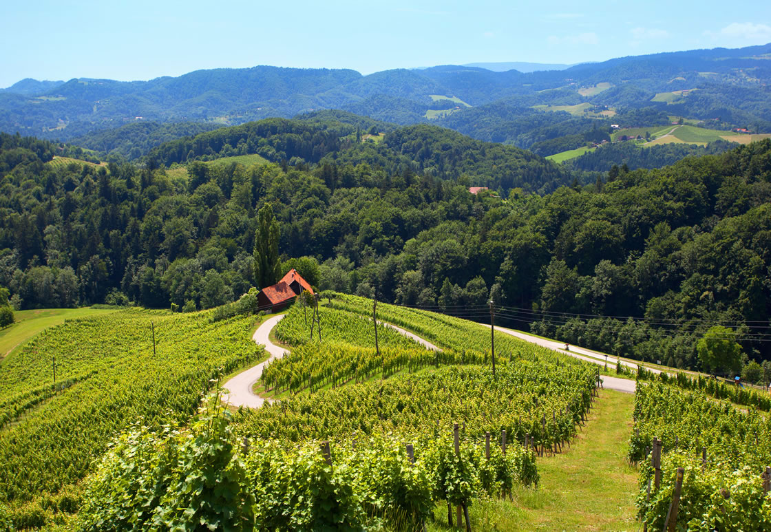 Vins de Slovénie, régions viticoles, vendanges