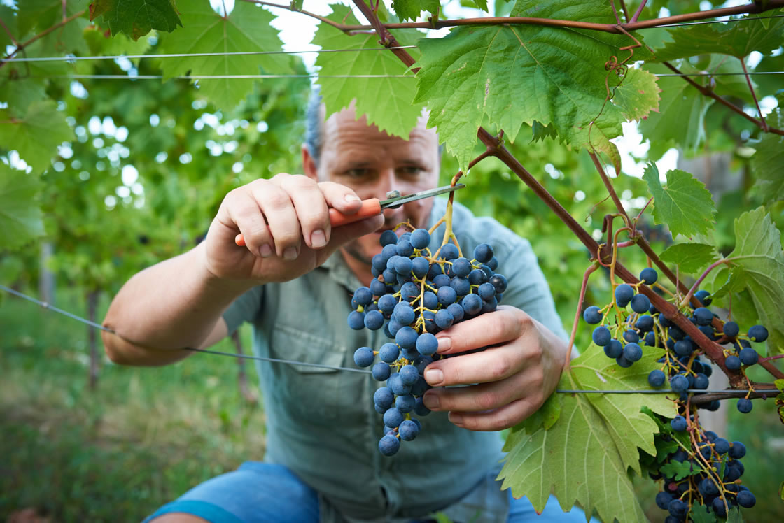 Vins de Slovénie, régions viticoles, vendanges