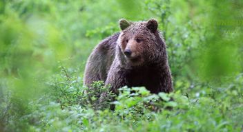 Bears observed in Slovenia