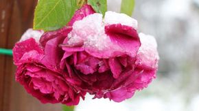 Arboretum Volčji Potok, fleurs de roses recouvertes de neige