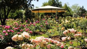 Arboretum Volčji Potok, lush rose garden