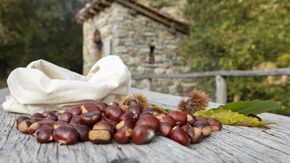 Autumn vacation in Ticino, Swiss chestnuts