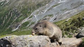 marmots alps switzerland saas fee spielboden