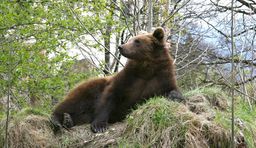 alpine zoo innsbruck bear