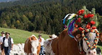 Guida alpina del bestiame in Tirolo al lago Achensee
