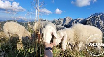 Excursion en montagne pour nourrir les moutons de Jezersko-Solčava au sel
