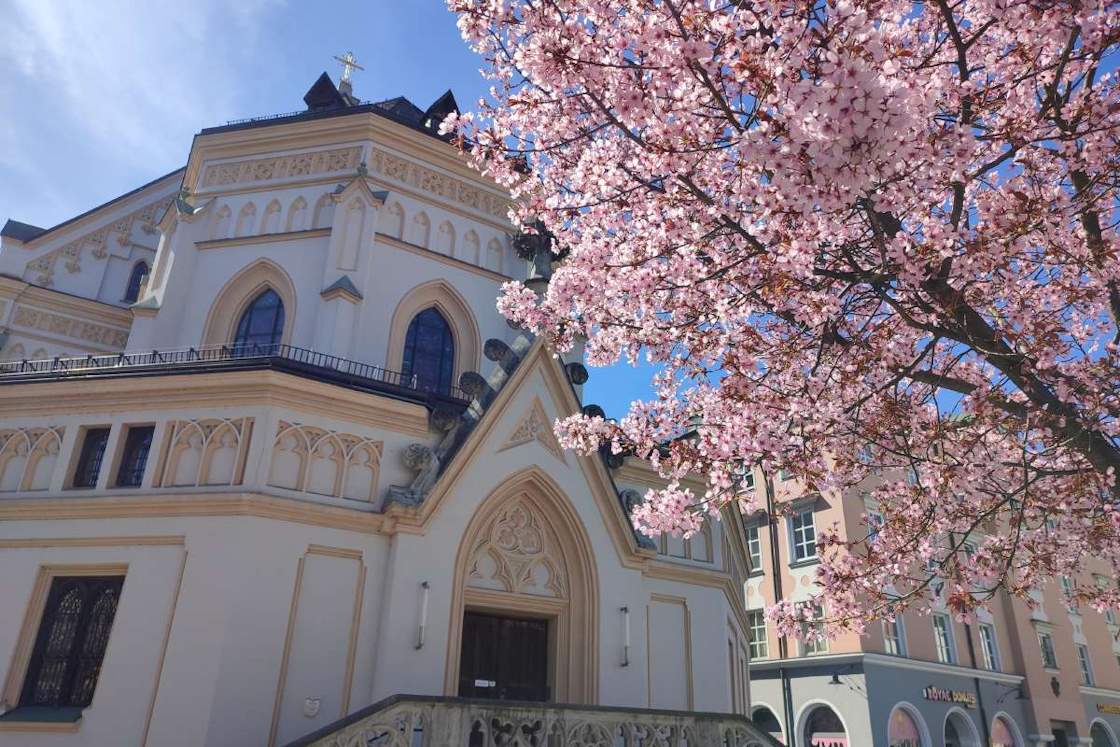 Chiemsee Alpenland, cherry blossom in Rosenheim