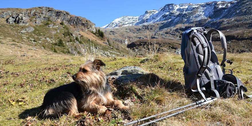 Vacations with dogs in South Tyrol, Hotel Sambergerhof Eisacktal