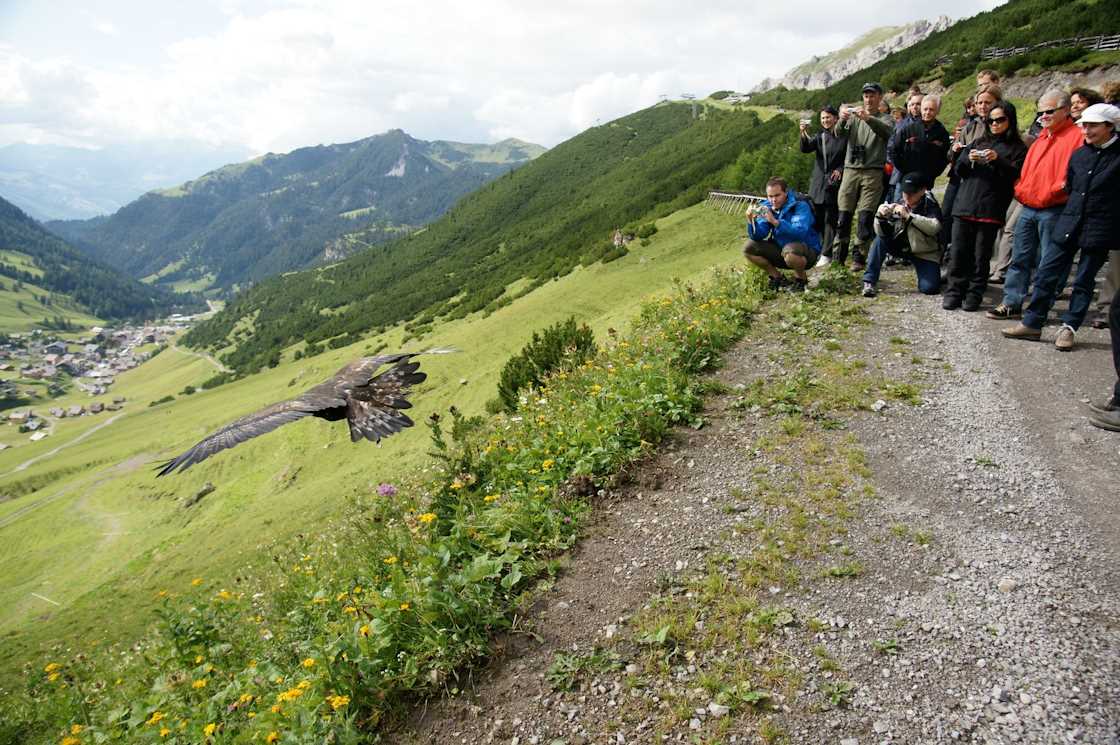 Vacanza avventura in Liechtenstein, escursione con l'aquila