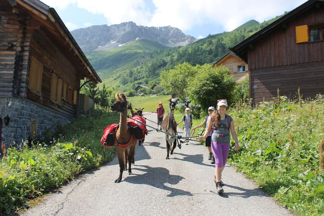 Liechtenstein adventure vacation, llama and alpaca trekking