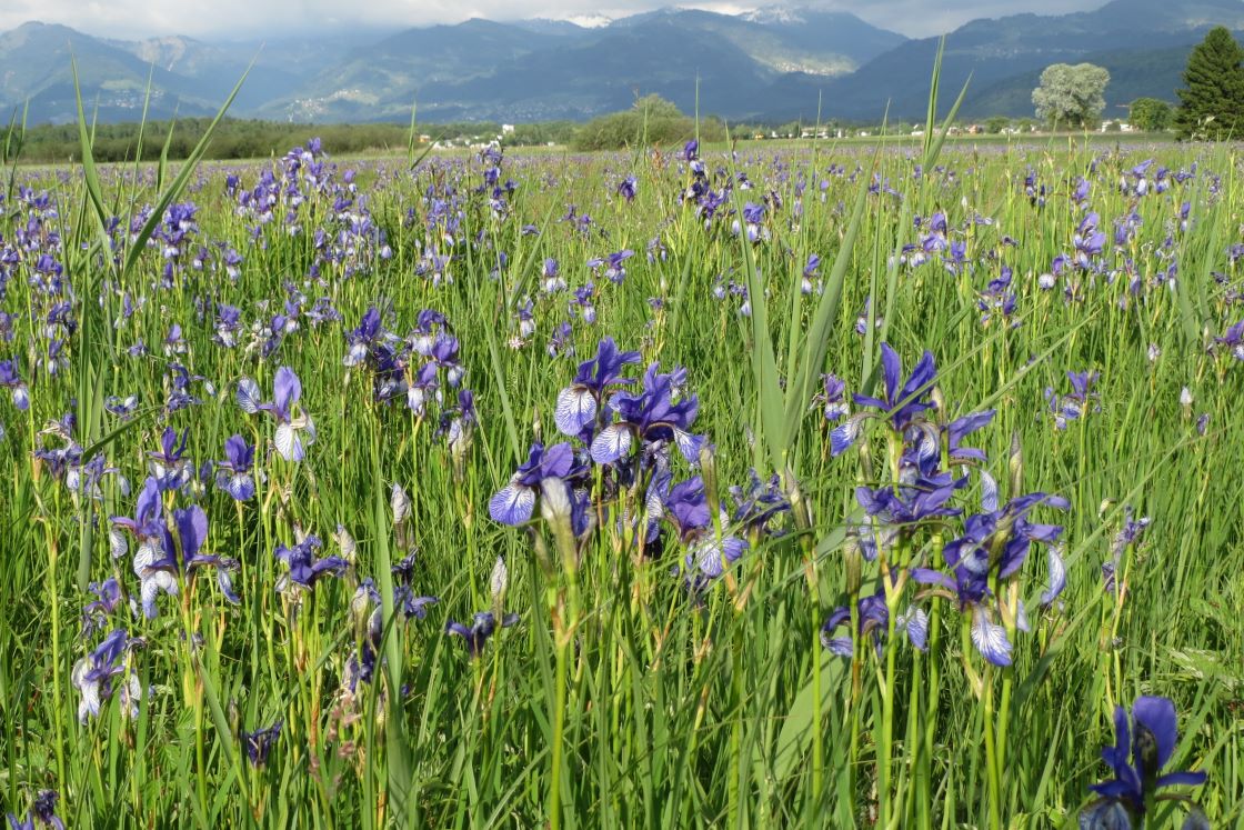 Blütenwanderung in Liechtenstein