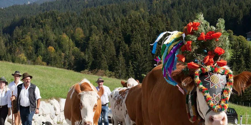 Alpine cattle drive in Tyrol at Lake Achensee