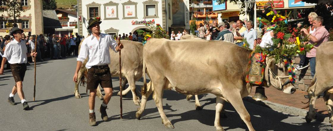 Alpine cattle drives in the Stubai Valley