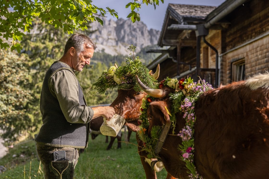 Filzmoos cattle drive in SalzburgerLand