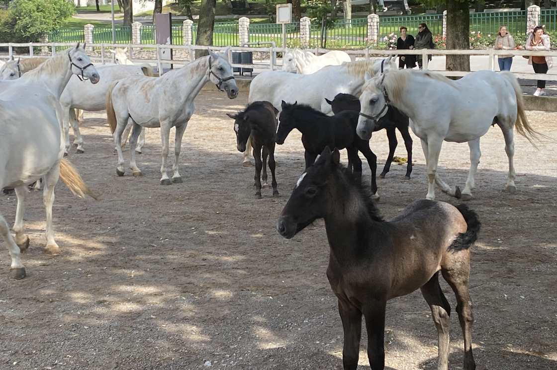 Slovenia, Lipica Stud Farm