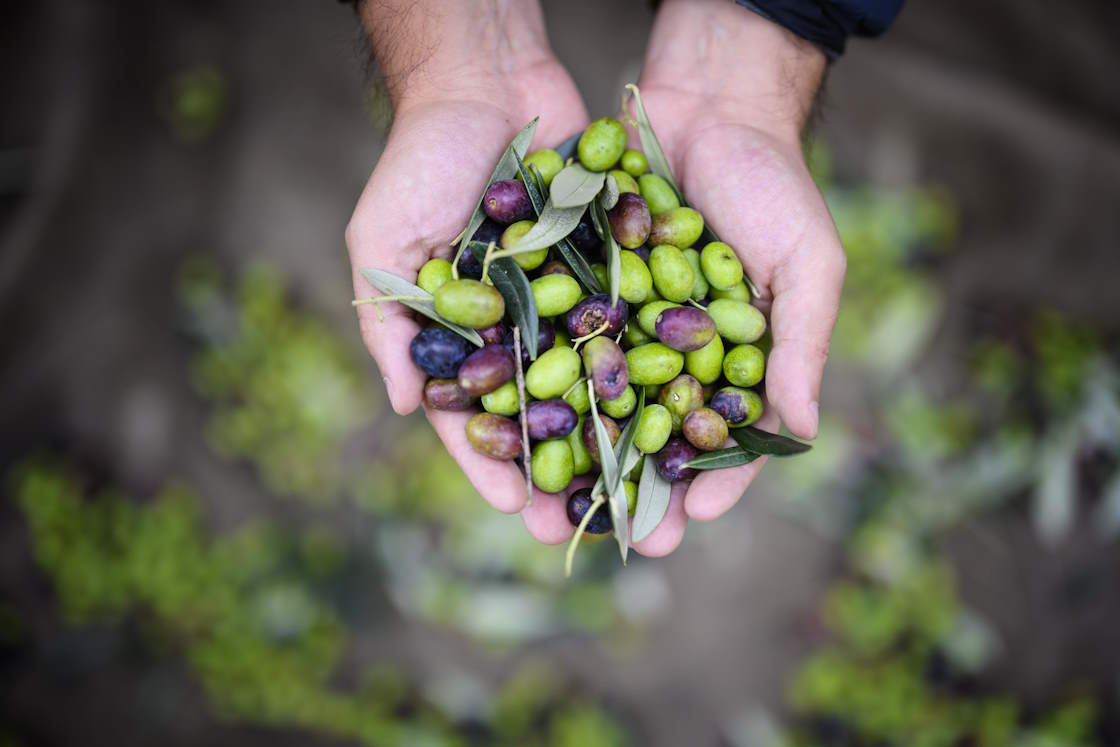 Olivenernte am Gardasee, kulinarischer Herbsturlaub