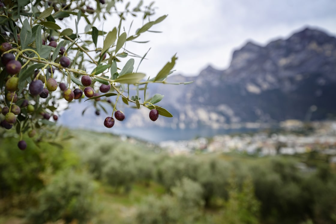 Olivenernte am Gardasee, kulinarischer Herbsturlaub