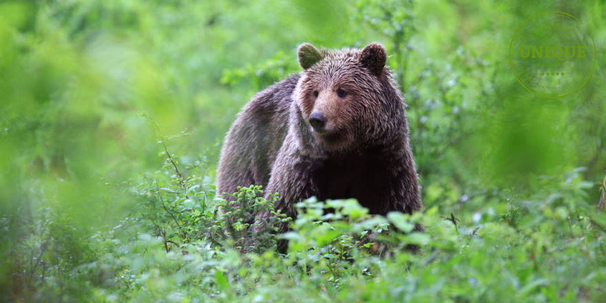 Bären beobschten in Slowenien