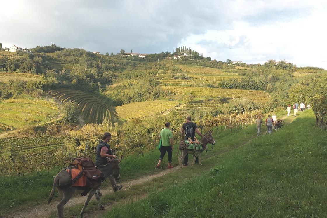 Donkey tour in the idyllic landscape of Goriška Brda