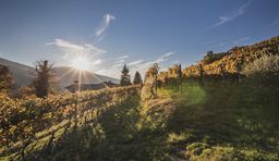 Autumn vacation in Ticino, vineyard in Malcantone