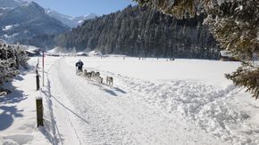 Schlittenhunderennen in den Schweizer Alpen