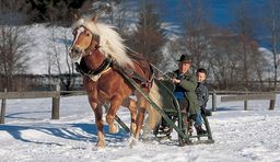 Haflinger horses in South Tyrol