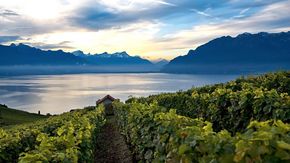 Weinwandern Schweiz 