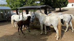 Slovenia, Lipica Stud Farm