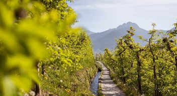Vacances de randonnée entre les pommiers en fleurs et sur les chemins de Waal dans le Val Venosta