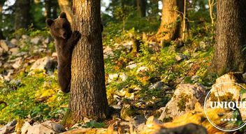 Bären beobschten in Slowenien