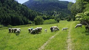 Urlaub in Südtirol, Vinschgau Fischteich Brugg