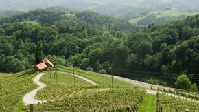 Nordic-Walking Weg im Steirisch-Slowenische Weinbaugebiet