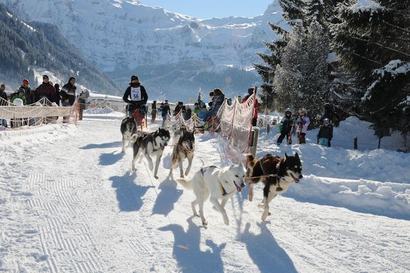Schlittenhunderennen in den Schweizer Alpen