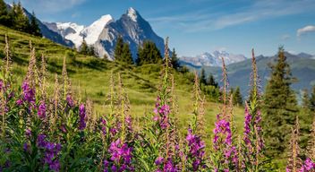 Blick auf die Schweizer Berge in Grindelwald