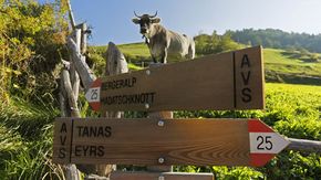 Wandern in Südtirol_Vinschger Höhenweg