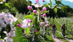 Spring in South Tyrol_Hiking_Apple blossom