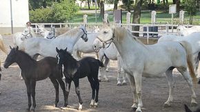 Slovénie, Haras de Lipica