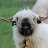 Black nose sheep for shepherd festival in Zermatt