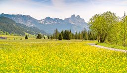Alpen Frühling Tannheimer Tal