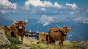 Schottische Hochlandrinder auf der Villanderer Alm in Südtirol