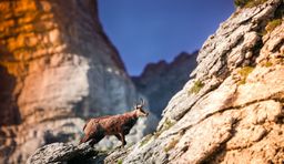 Observer la faune sauvage dans les Alpes suisses