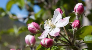 Apfelblüte und Wandern in Südtirol