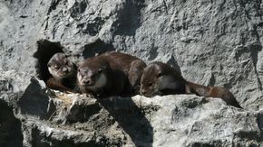 alpine zoo innsbruck otter